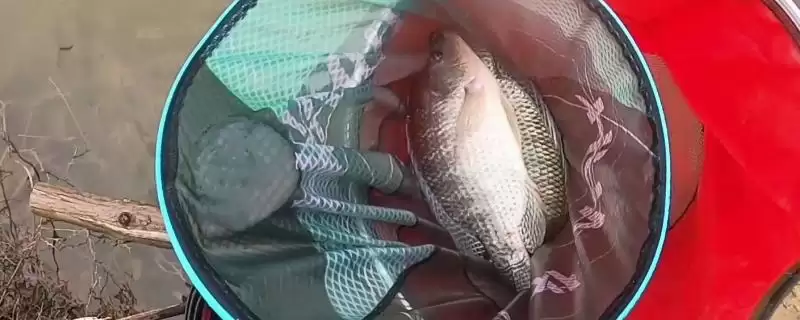 钓罗非鱼的调钓方法选择,钓罗非鱼适合调几钓几的方法插图 钓罗非鱼的调钓方法选择,钓罗非鱼适合调几钓几的方法插图