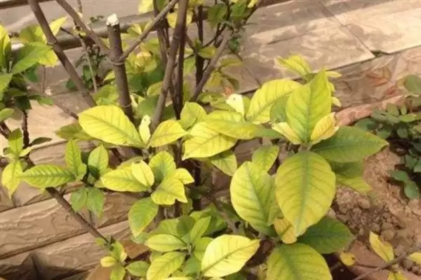 冬季栀子花黄叶处理方法,冬季栀子花黄叶干枯掉叶怎么处理插图5 冬季栀子花黄叶处理方法,冬季栀子花黄叶干枯掉叶怎么处理插图5