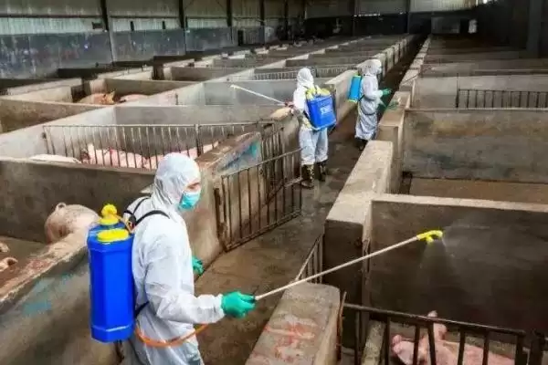 非瘟猪场消毒措施,非瘟猪场应如何进行消毒工作插图2 非瘟猪场消毒措施,非瘟猪场应如何进行消毒工作插图2