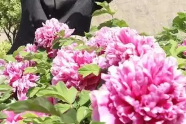 牡丹花浇水的注意,对牡丹花浇水要注意哪些具体事项插图1 牡丹花浇水的注意,对牡丹花浇水要注意哪些具体事项插图1