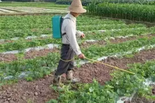 大棚多膜覆盖西瓜的栽培方法是,大棚多膜覆盖西瓜的栽培方法插图15 大棚多膜覆盖西瓜的栽培方法是,大棚多膜覆盖西瓜的栽培方法插图15