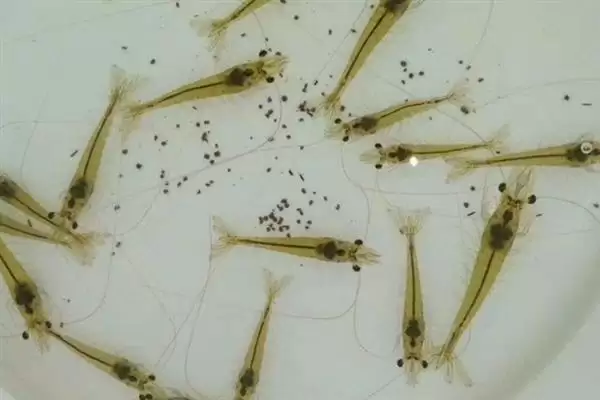 对虾一个月生长长度,对虾一个月正常可以长多少公分长度插图3 对虾一个月生长长度,对虾一个月正常可以长多少公分长度插图3