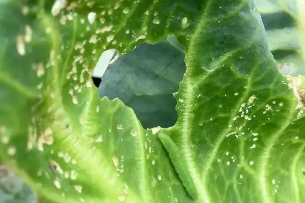 菜心有哪些病虫害防治措施呢,菜心有哪些病虫害防治措施插图4 菜心有哪些病虫害防治措施呢,菜心有哪些病虫害防治措施插图4