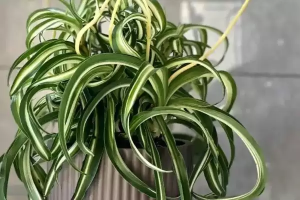 不用勤浇水的室内盆栽植物有哪些,不用勤浇水的省心室内盆栽植物插图7 不用勤浇水的室内盆栽植物有哪些,不用勤浇水的省心室内盆栽植物插图7