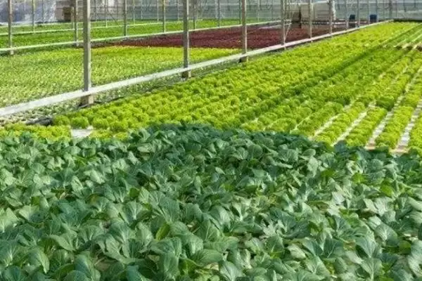 菠菜生长的适宜温度是多少呢,菠菜的生长适温插图3 菠菜生长的适宜温度是多少呢,菠菜的生长适温插图3