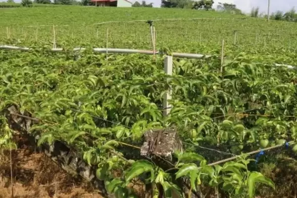 百香果广泛种植地,百香果在哪些热带亚热带地区广植插图5