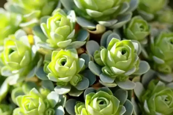 春天怎样种植山地玫瑰及步骤呢,春天如何种植山地玫瑰插图2 春天怎样种植山地玫瑰及步骤呢,春天如何种植山地玫瑰插图2