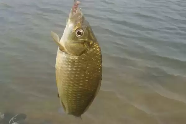 伊豆4号钩能通杀哪些中小型鱼?插图5 伊豆4号钩能通杀哪些中小型鱼?插图5