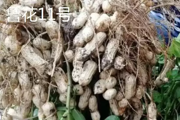 山东适合种植哪些花生高产品种?插图4 山东适合种植哪些花生高产品种?插图4