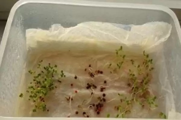 菠菜种子播种前要做什么处理呢,菠菜种子播种前如何处理插图1 菠菜种子播种前要做什么处理呢,菠菜种子播种前如何处理插图1
