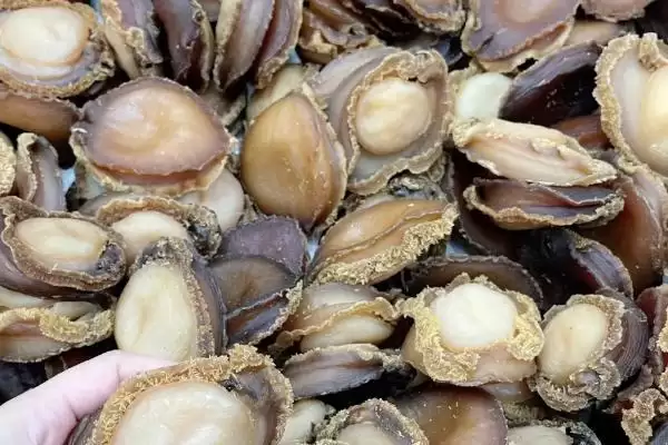 鲍鱼是不是属于软体动物呢,鲍鱼是软体动物吗插图3