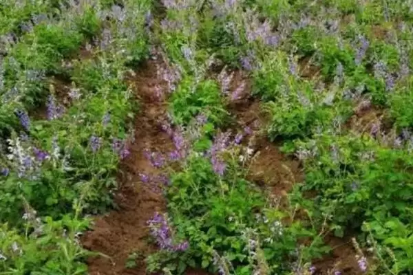 丹参的蜜源植物属性,丹参是不是蜜源植物有何依据插图1 丹参的蜜源植物属性,丹参是不是蜜源植物有何依据插图1