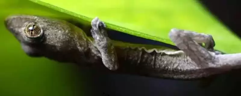 壁虎属于卵生还是胎生的动物呢,壁虎属于卵生还是胎生动物插图 壁虎属于卵生还是胎生的动物呢,壁虎属于卵生还是胎生动物插图