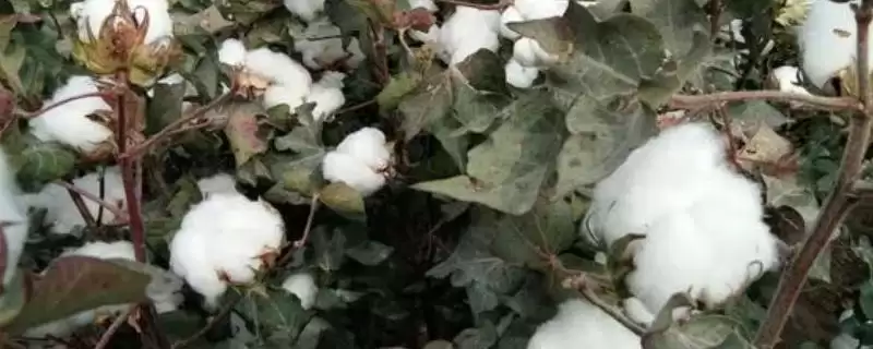 气候适宜面积大新疆种植棉花优势全面大揭秘-会东网