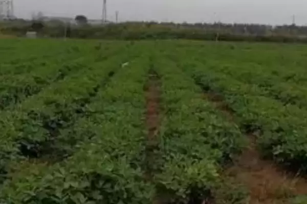花生常见虫害蛴螬棉铃虫蚜虫类型全解析插图8 花生常见虫害蛴螬棉铃虫蚜虫类型全解析插图8