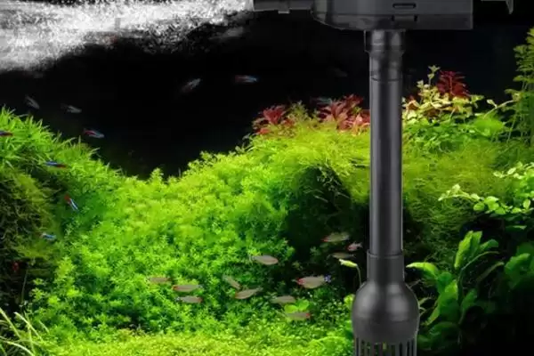 鱼缸加氧的方法方式,对鱼缸加氧有哪些具体的方法方式插图2 鱼缸加氧的方法方式,对鱼缸加氧有哪些具体的方法方式插图2