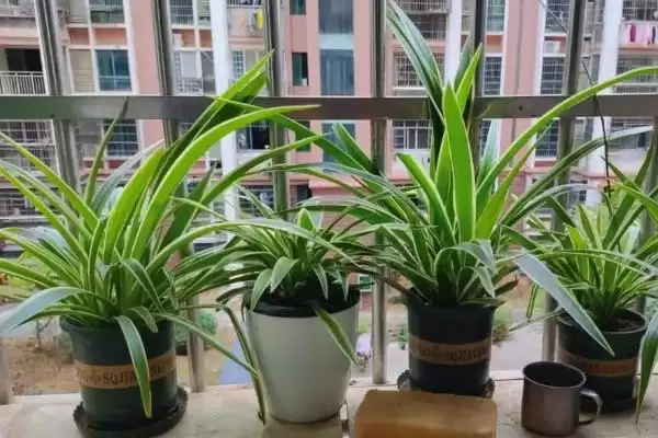 防辐射的植物推荐,防辐射的植物有哪些值得推荐的插图2 防辐射的植物推荐,防辐射的植物有哪些值得推荐的插图2