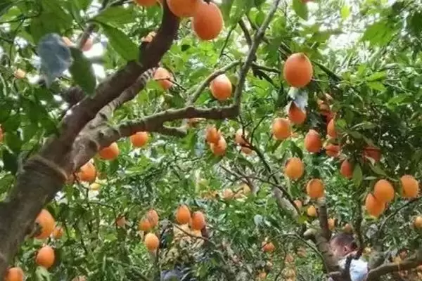 橙子树的种植管理有哪些注意事,橙子树的种植管理注意事项插图3 橙子树的种植管理有哪些注意事,橙子树的种植管理注意事项插图3