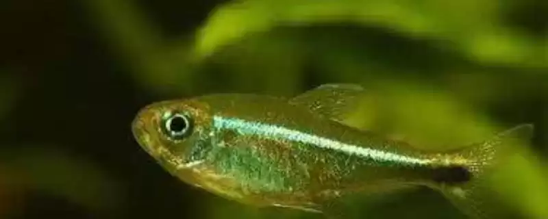 灯鱼养殖的打氧情况,灯鱼要不要进行打氧的操作插图 灯鱼养殖的打氧情况,灯鱼要不要进行打氧的操作插图