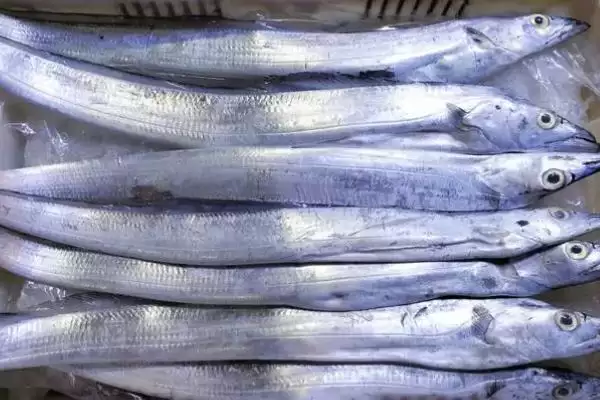 带鱼的处理方法步骤,带鱼买回家怎么进行处理的操作插图3 带鱼的处理方法步骤,带鱼买回家怎么进行处理的操作插图3