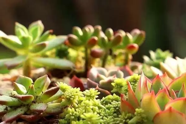 多肉植物喷水优缺点,多肉植物喷水具有哪些优点和缺点插图4 多肉植物喷水优缺点,多肉植物喷水具有哪些优点和缺点插图4