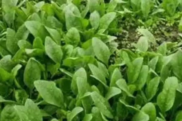 菠菜种子播种前要做什么处理呢,菠菜种子播种前如何处理插图2 菠菜种子播种前要做什么处理呢,菠菜种子播种前如何处理插图2