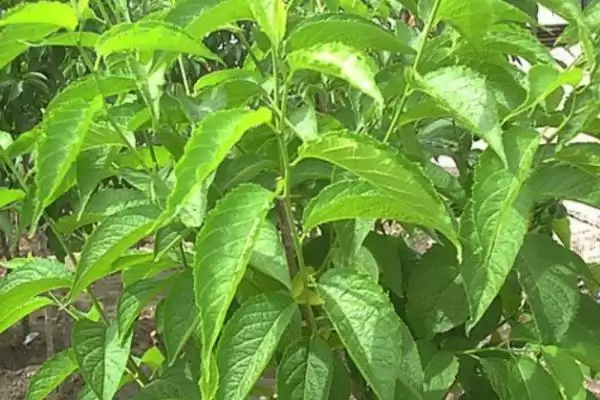 杜仲盆景的栽种方式,杜仲盆景的栽种方式有何温度要求插图2 杜仲盆景的栽种方式,杜仲盆景的栽种方式有何温度要求插图2