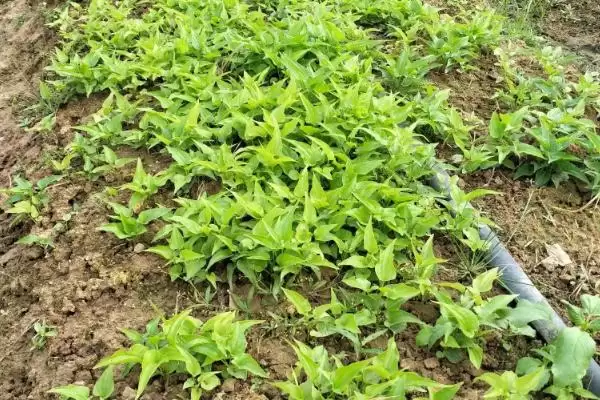 百部种植投资,百部种植一亩投资多少及收益如何插图2
