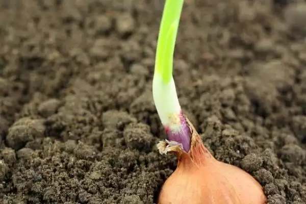 春播大蒜高产栽培技术有哪些呢,春播大蒜高产栽培技术插图4 春播大蒜高产栽培技术有哪些呢,春播大蒜高产栽培技术插图4