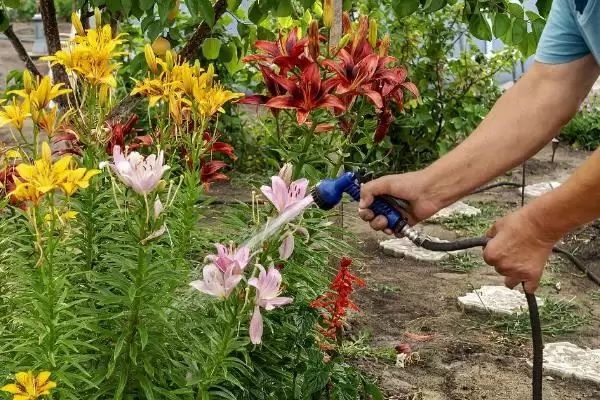 百合花苞问题,百合花苞发黄掉落的原因是什么插图1 百合花苞问题,百合花苞发黄掉落的原因是什么插图1