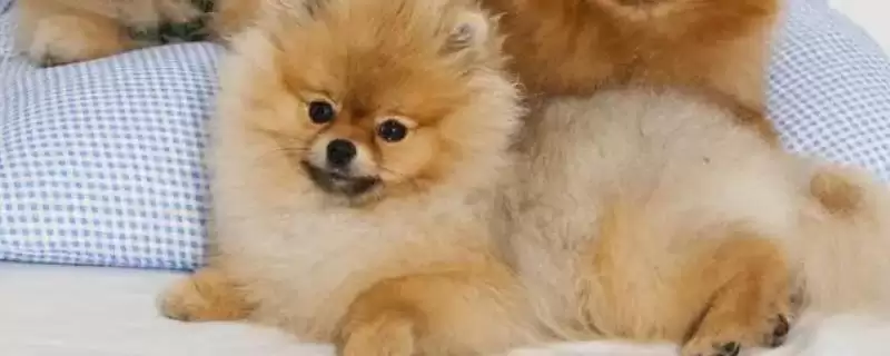 宠物狗狗口臭怎么解决和处理呢,宠物狗狗口臭怎么解决插图 宠物狗狗口臭怎么解决和处理呢,宠物狗狗口臭怎么解决插图
