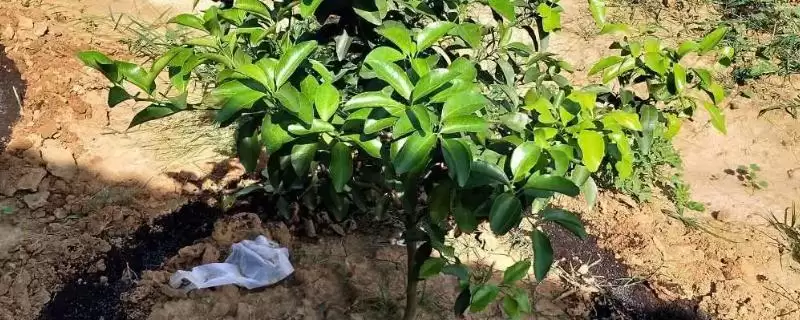 柑橘秋施基肥的要点,对柑橘秋施基肥的要点有哪些方面插图 柑橘秋施基肥的要点,对柑橘秋施基肥的要点有哪些方面插图