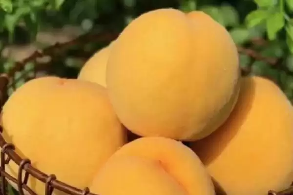 常见的桃子品种有哪些和特点呢,常见的桃子品种插图3 常见的桃子品种有哪些和特点呢,常见的桃子品种插图3