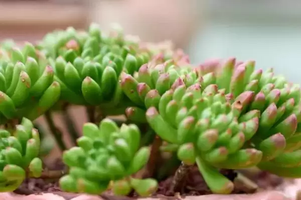 多肉植物喷水优缺点,多肉植物喷水具有哪些优点和缺点插图1 多肉植物喷水优缺点,多肉植物喷水具有哪些优点和缺点插图1