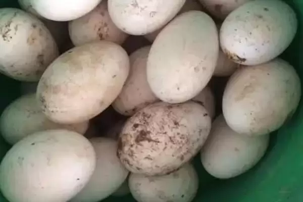 鹅蛋太小的原因分析,鹅蛋太小的原因与鹅的哪些因素有关插图1 鹅蛋太小的原因分析,鹅蛋太小的原因与鹅的哪些因素有关插图1