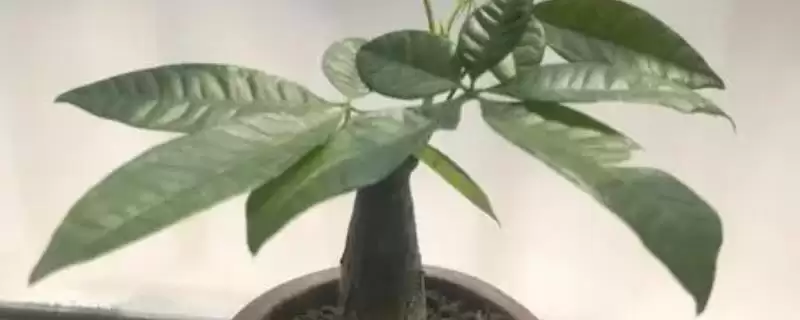 发财树的盆栽方法,发财树的盆栽方法在春秋有何要求插图 发财树的盆栽方法,发财树的盆栽方法在春秋有何要求插图
