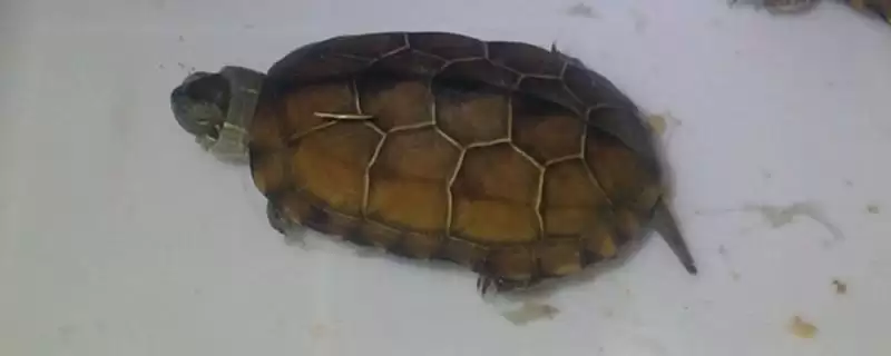 草龟一般能活多久的时间呢,草龟能活多久插图 草龟一般能活多久的时间呢,草龟能活多久插图
