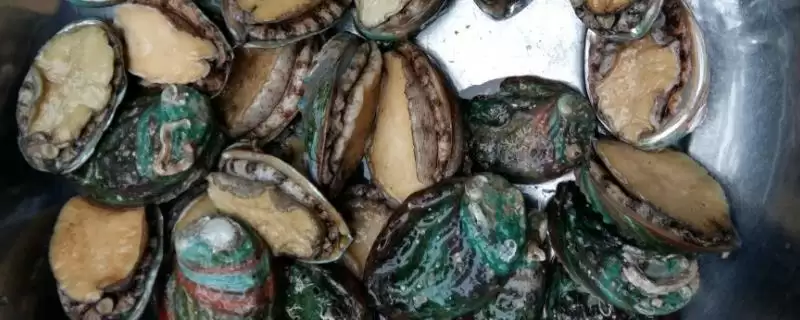 鲍鱼洗净后如何进行保鲜呢,鲍鱼洗净后如何保鲜插图 鲍鱼洗净后如何进行保鲜呢,鲍鱼洗净后如何保鲜插图