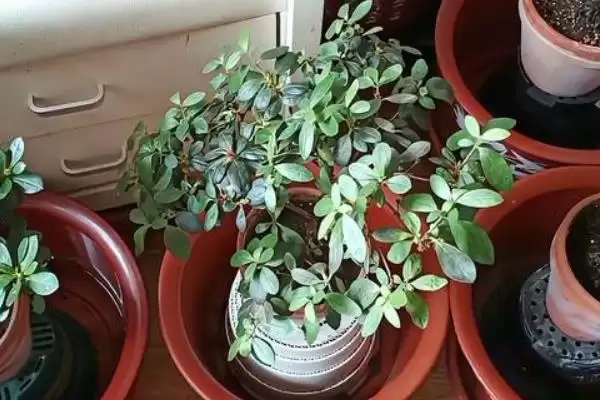 杜鹃花花期的养护方法,杜鹃花的花期如何进行养护管理插图2 杜鹃花花期的养护方法,杜鹃花的花期如何进行养护管理插图2