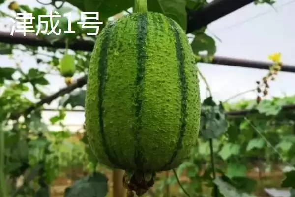 短棒形丝瓜品种种类,短棒形丝瓜品种有哪些常见的种类插图5 短棒形丝瓜品种种类,短棒形丝瓜品种有哪些常见的种类插图5