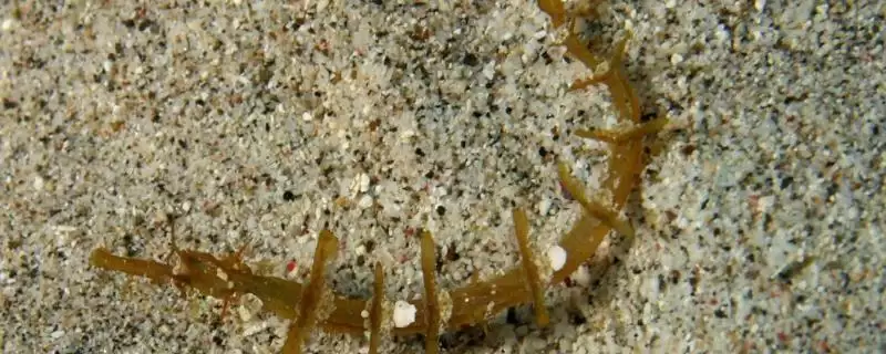 大吻海蠋鱼的饲养难度,大吻海蠋鱼好不好养饲养难度如何插图 大吻海蠋鱼的饲养难度,大吻海蠋鱼好不好养饲养难度如何插图