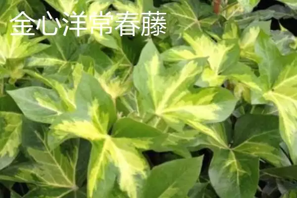 常春藤有哪些常见的品种呢,常春藤的品种插图4 常春藤有哪些常见的品种呢,常春藤的品种插图4