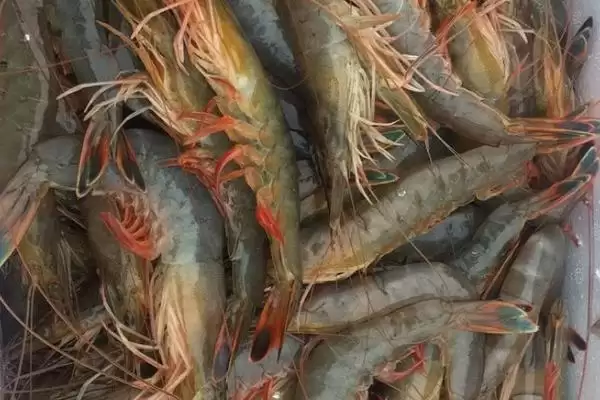东方对虾的产地范围,东方对虾的产地主产于哪些海域插图2 东方对虾的产地范围,东方对虾的产地主产于哪些海域插图2