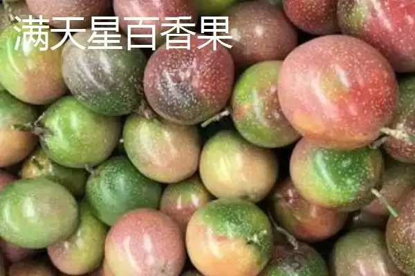百香果的属性,百香果属于热性还是凉性水果插图9 百香果的属性,百香果属于热性还是凉性水果插图9