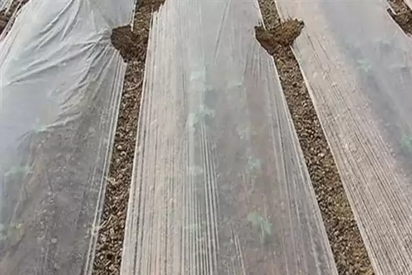 大棚地膜覆盖存在哪些误区呢,大棚地膜覆盖误区插图13 大棚地膜覆盖存在哪些误区呢,大棚地膜覆盖误区插图13