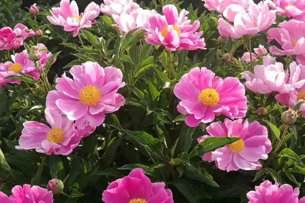 春天怎样种植芍药花合适吗,春天怎么种植芍药花插图2 春天怎样种植芍药花合适吗,春天怎么种植芍药花插图2