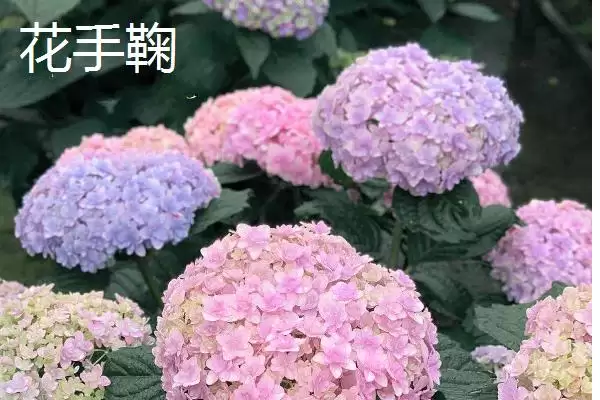 大花绣球有哪些常见的品种呢,大花绣球的品种插图2 大花绣球有哪些常见的品种呢,大花绣球的品种插图2
