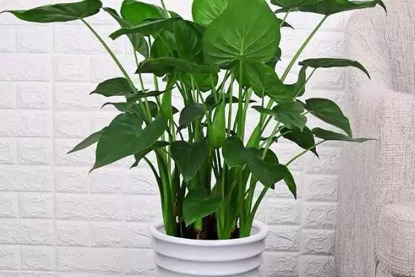 滴水观音的养殖方法要点,滴水观音的养殖方法有何光照要求插图1 滴水观音的养殖方法要点,滴水观音的养殖方法有何光照要求插图1
