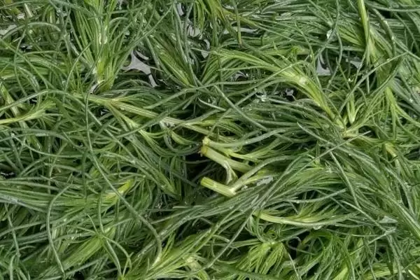 常见的野菜有哪些种类和名称呢,常见的野菜插图23 常见的野菜有哪些种类和名称呢,常见的野菜插图23
