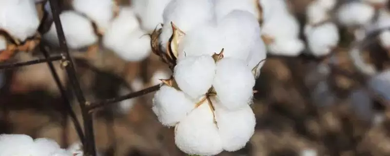 非转基因早熟常规品种惠远720棉花种子简介-会东网